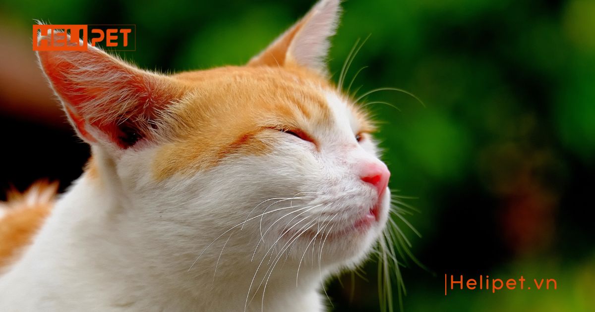 Cách chăm sóc mèo sau khi tiêm phòng chi tiết từ A-Z
