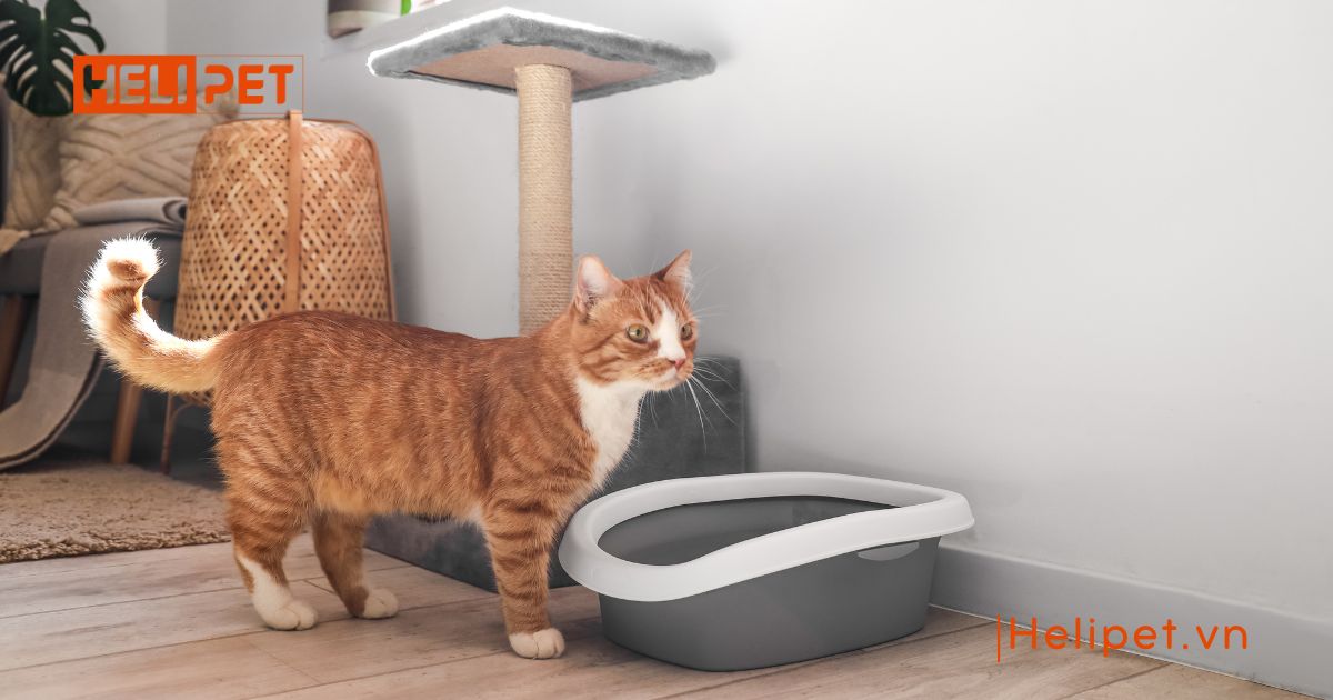 cát mèo dùng trong bao lâu