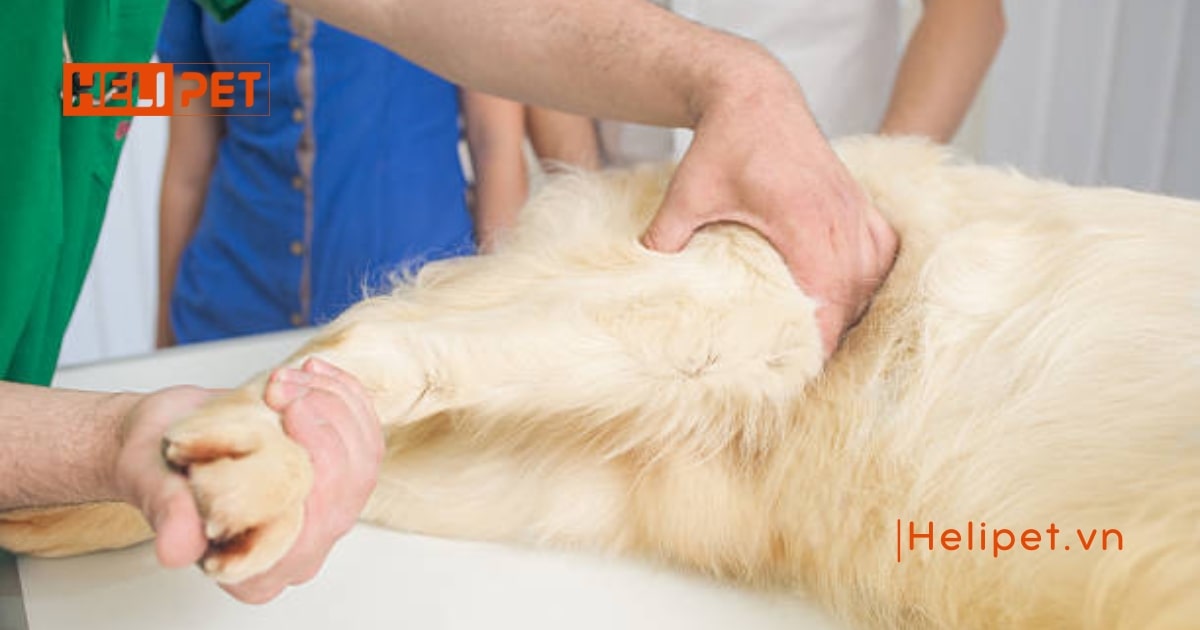 Cách chữa chó bị gãy chân nhanh lành hiệu quả nhất