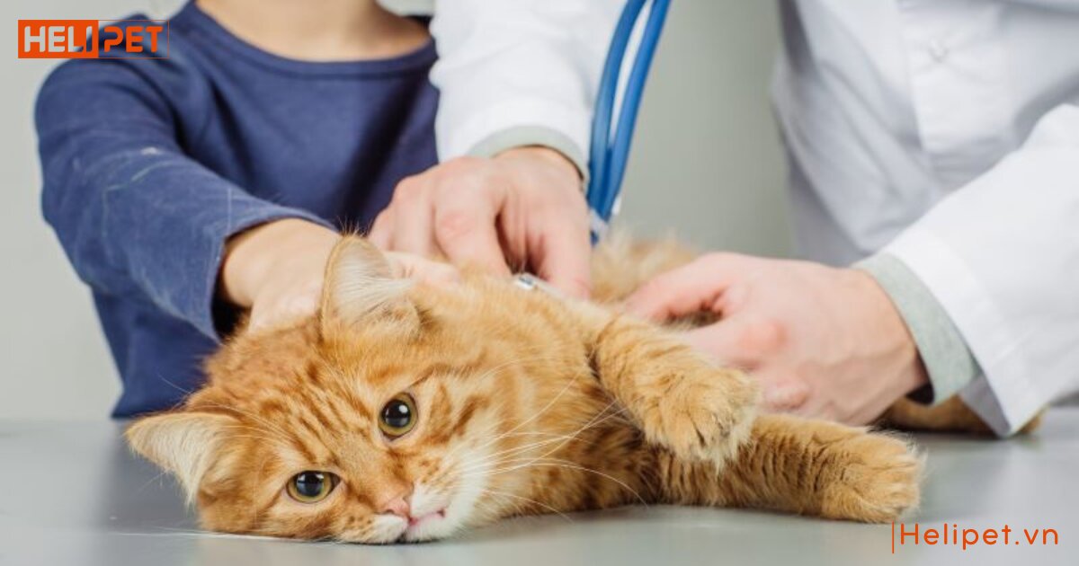 cách chữa mèo bị trầm cảm