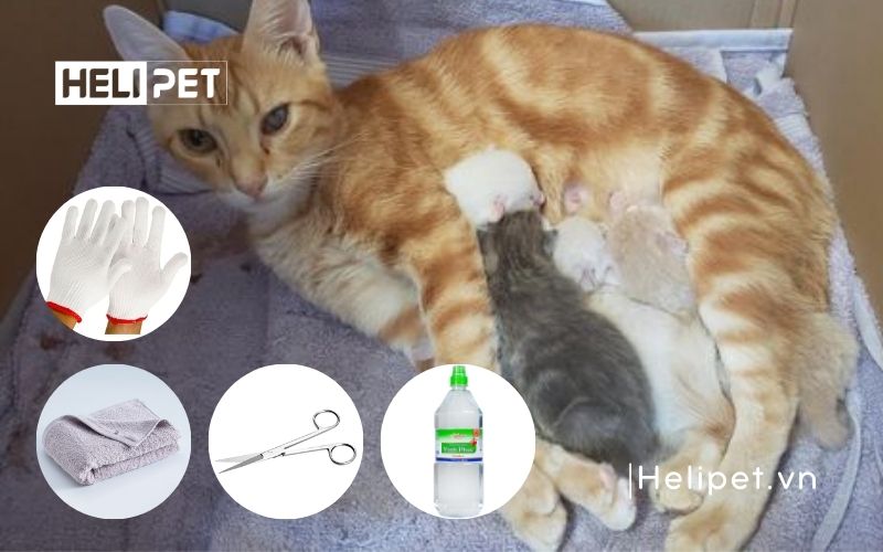 Cách đỡ đẻ cho mèo tại nhà an toàn và hiệu quả