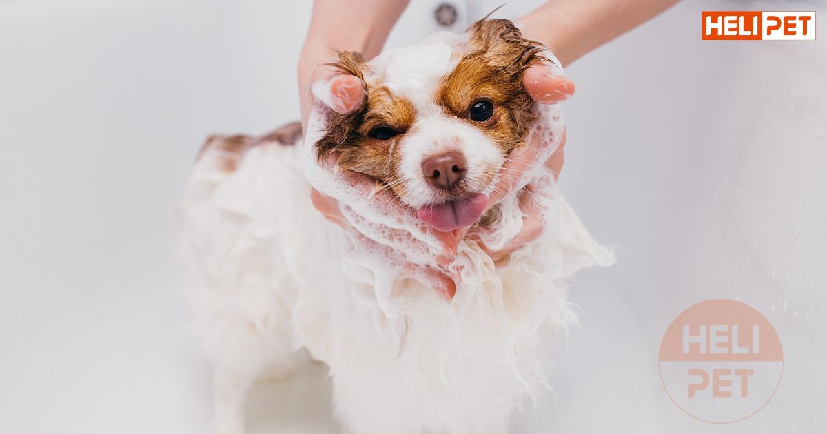 Cách dùng sữa tắm khô cho chó