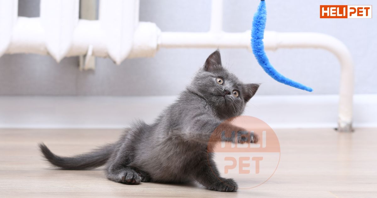 cách làm cần câu cho mèo
