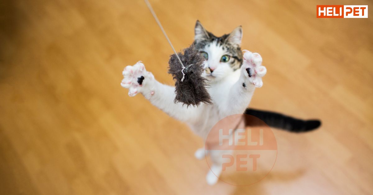 cách làm cần câu cho mèo