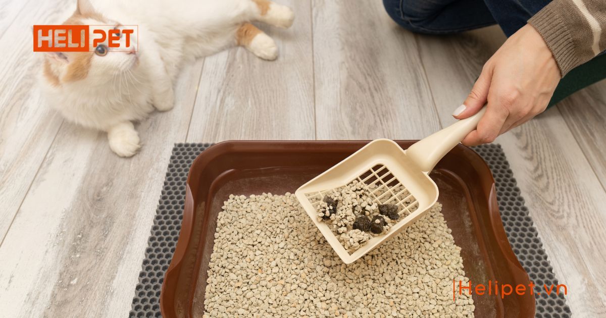 cát mèo có bón cây được không