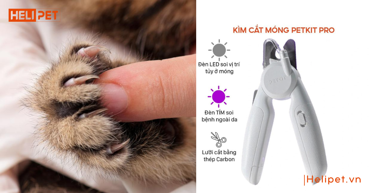 cắt móng cho mèo bị chảy máu có sao không