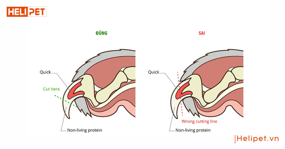 cắt móng cho mèo bị chảy máu có sao không