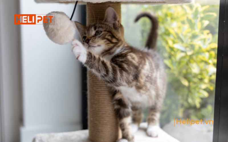 Nhà cây cho mèo - cat tree