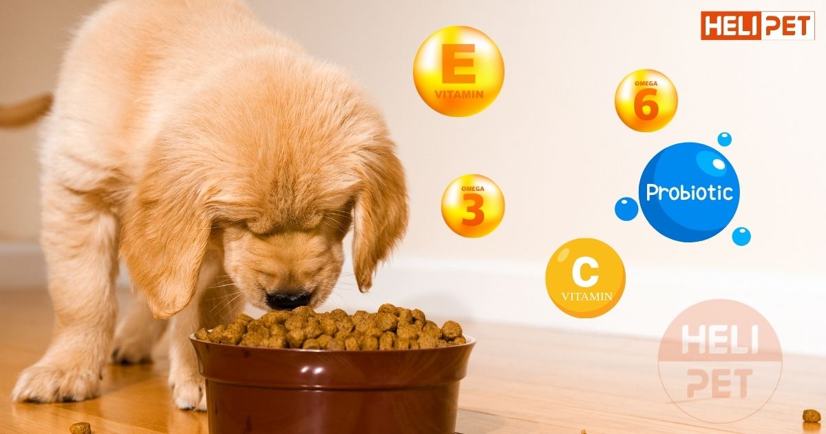 Chó bị viêm tai có chết không