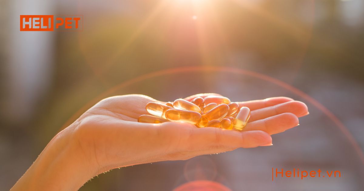 Chó uống dầu cá của người được không 