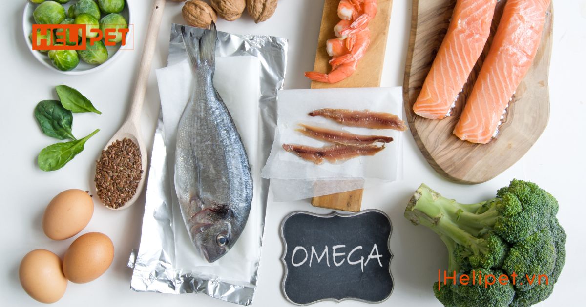 Chó uống dầu cá của người được không 