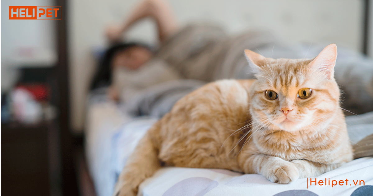có nên triệt sản mèo cái