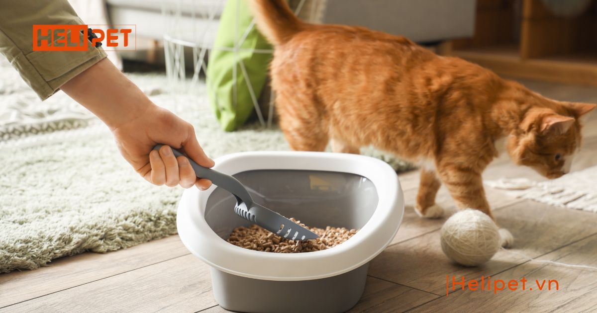 Cửa hàng bán cát vệ sinh cho mèo Hà Nội uy tín