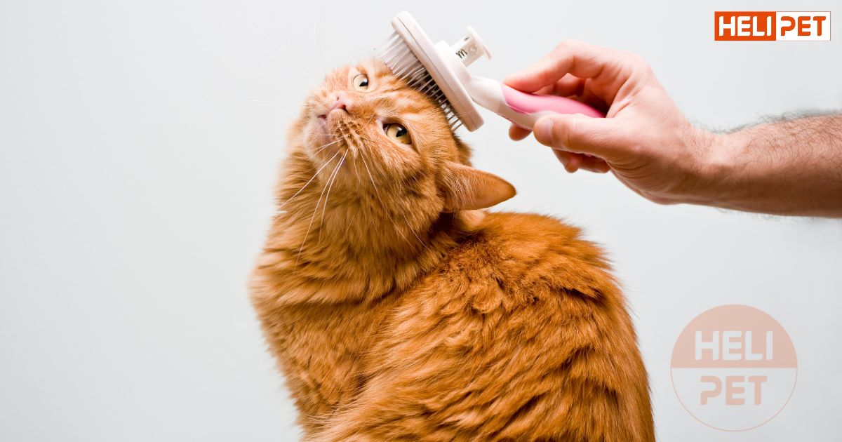 dầu cá cho mèo có tác dụng gì
