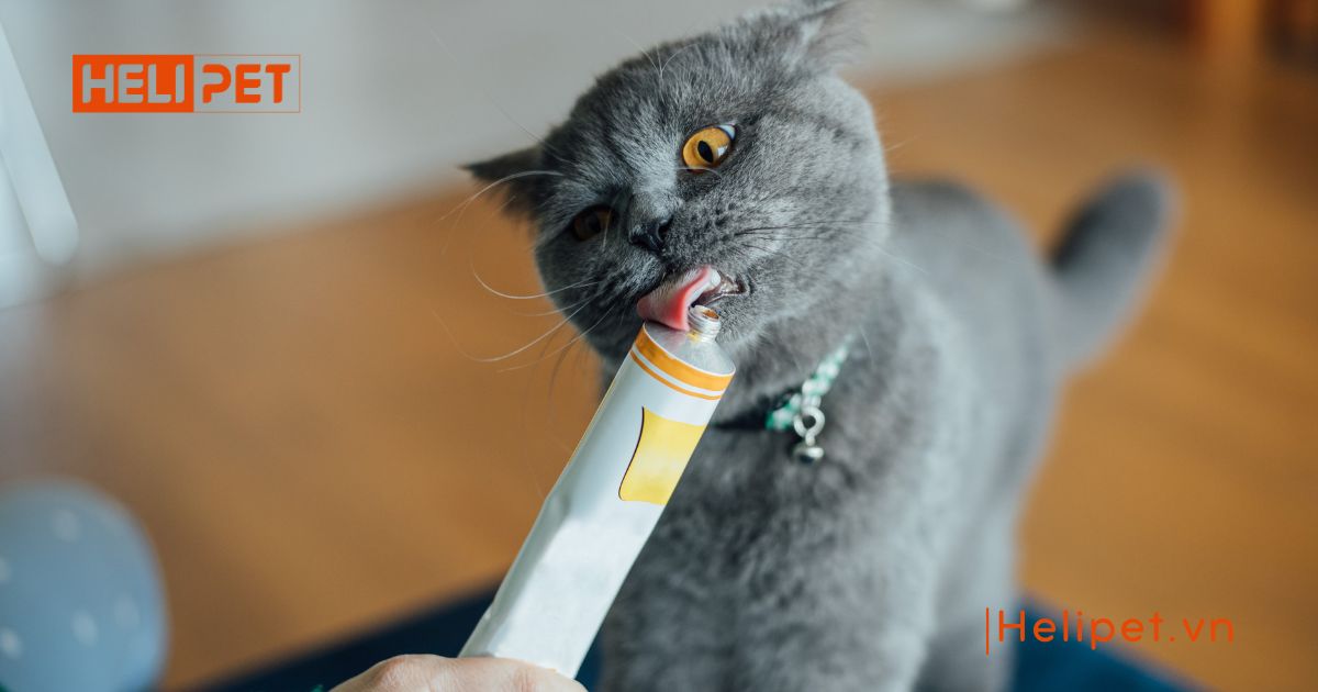dấu hiệu mèo bị búi lông 