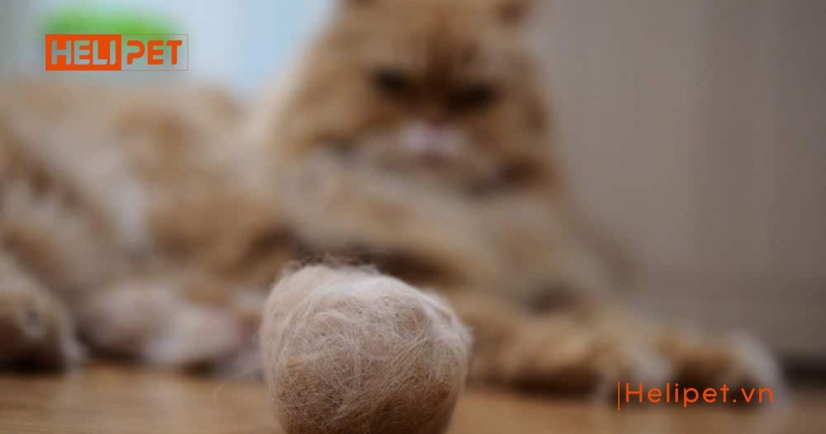 dấu hiệu mèo bị búi lông 