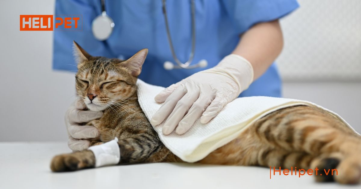 dấu hiệu mèo bị búi lông 