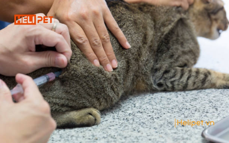 mèo đẻ bị sót nhau