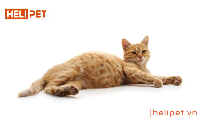  dấu hiệu mèo sắp đẻ