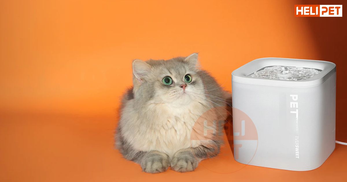 Máy lọc nước Petkit Solo SE là sản phẩm bán chạy nhất của Helipet và Petkit Việt Nam by Helicorp