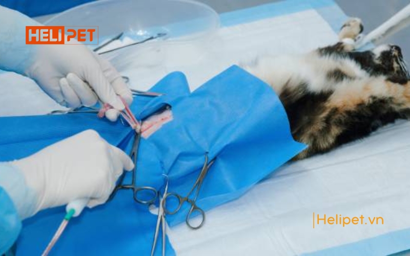 Những lợi ích triệt sản mèo mà các Sen nên biết