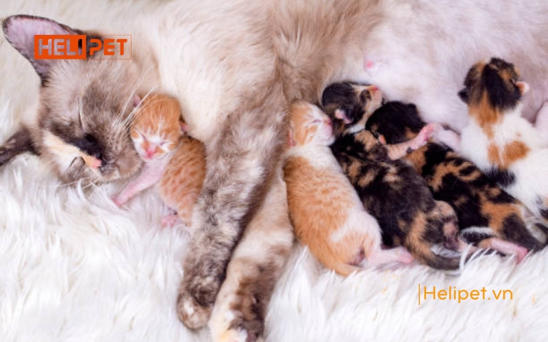 Những lợi ích triệt sản mèo mà các Sen nên biết