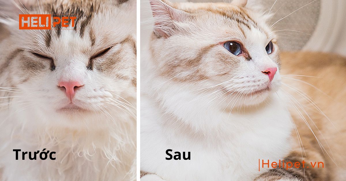 lồng sấy lông chó mèo
