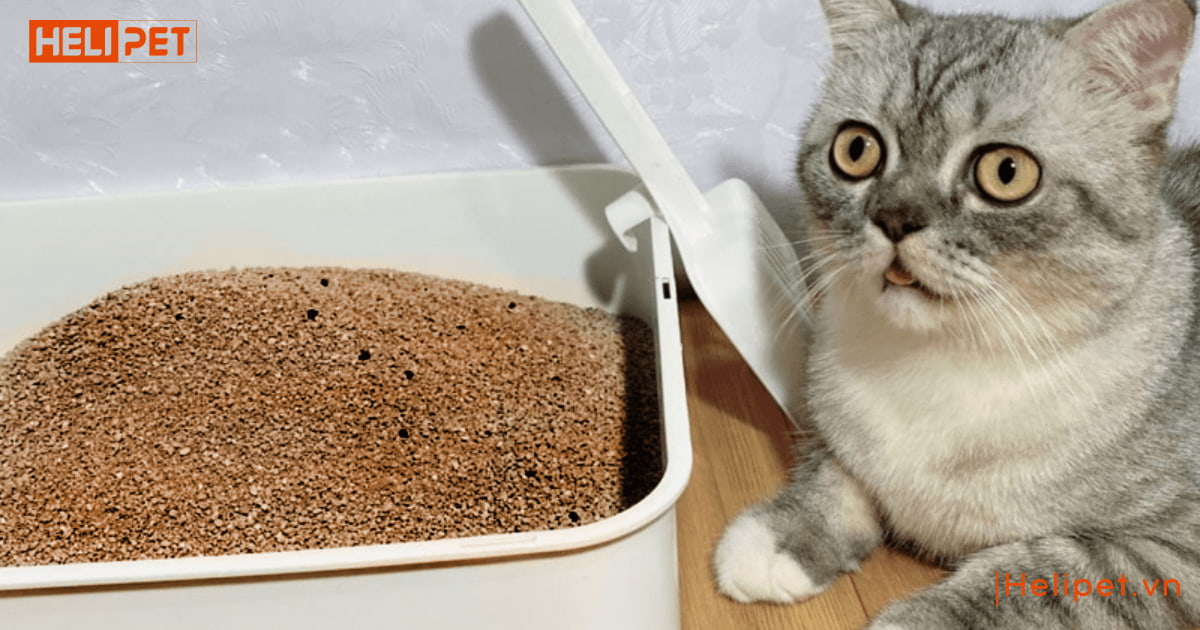 cát mèo dùng trong bao lâu
