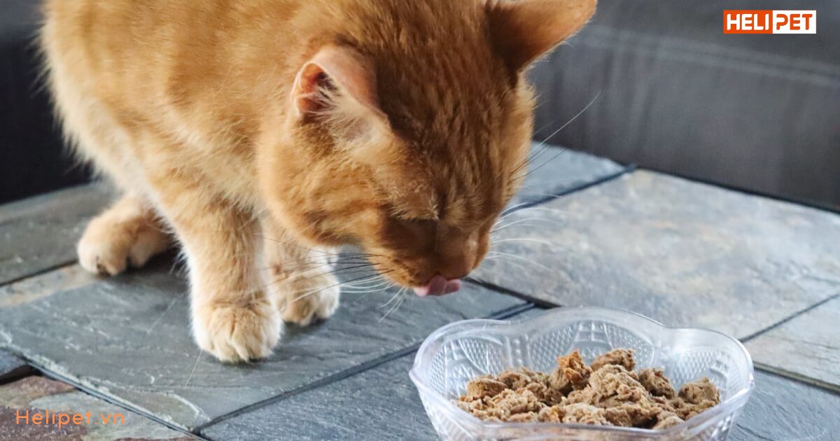 Mèo ăn hạt nhiều có bị thận không