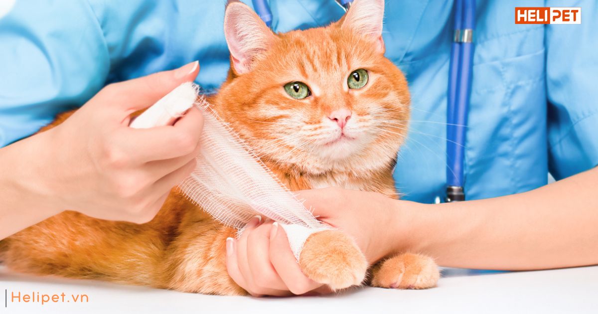 Mèo bị gãy xương có tự lành được không