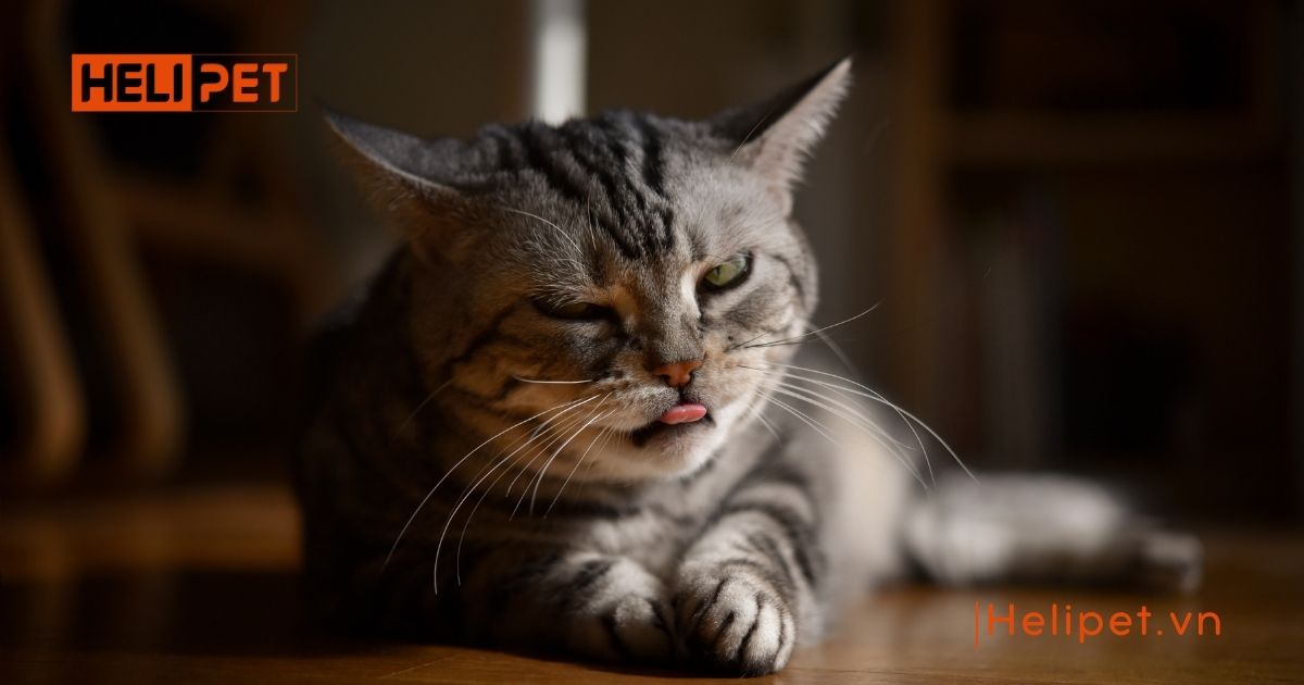 mèo bị khò khè