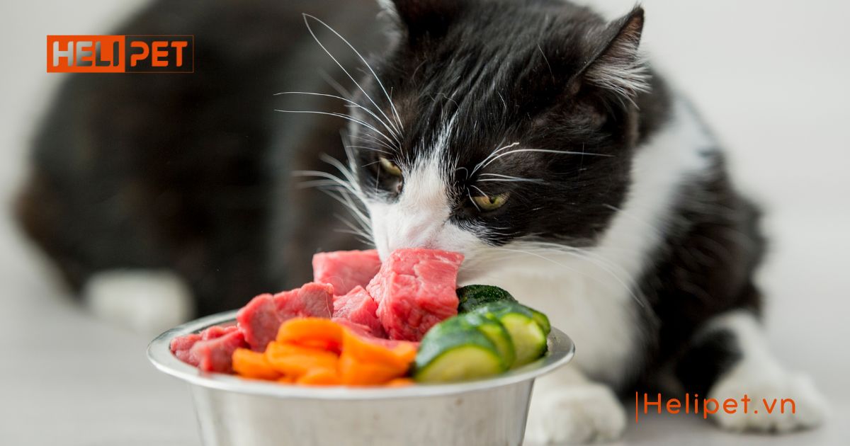 mèo bị khò khè