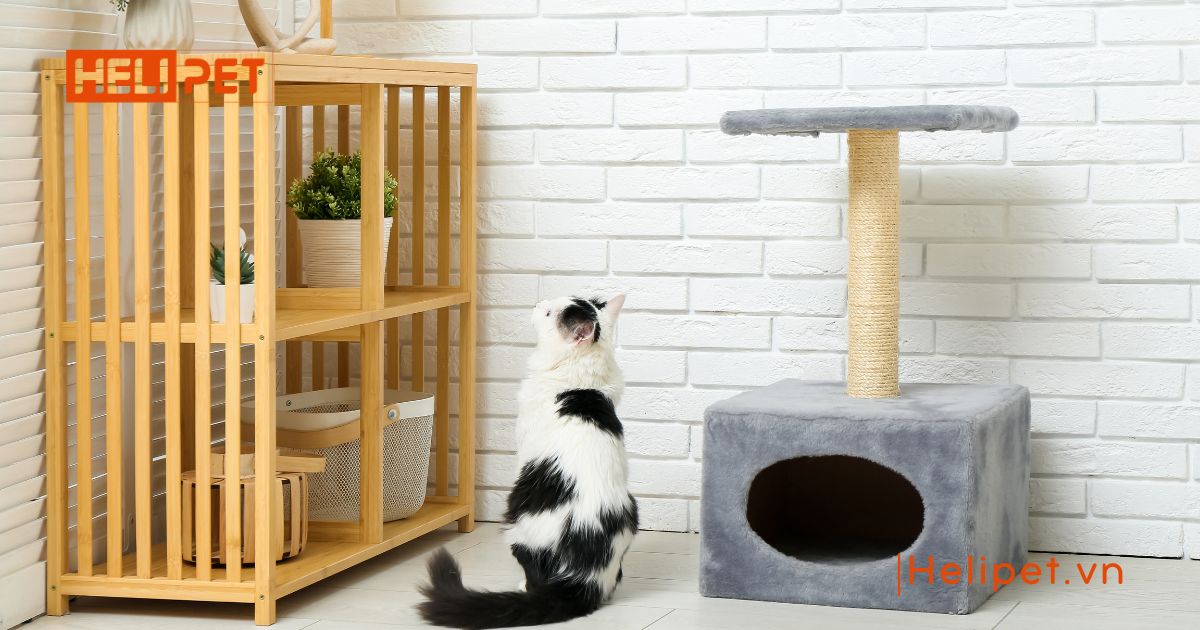 mèo bị khò khè