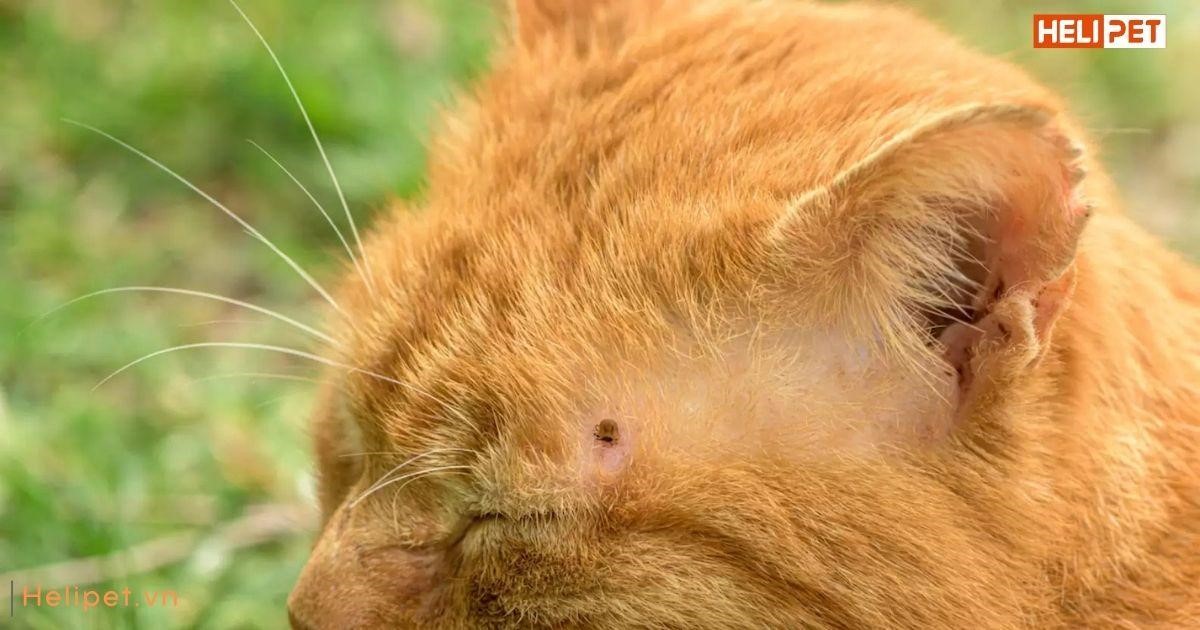 Mèo bị rận có lây sang người không