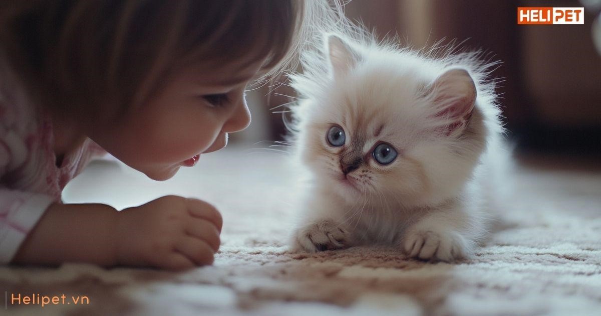 Mèo bị rận có lây sang người không