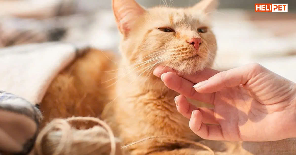 Mèo bị rận có nên cạo lông không