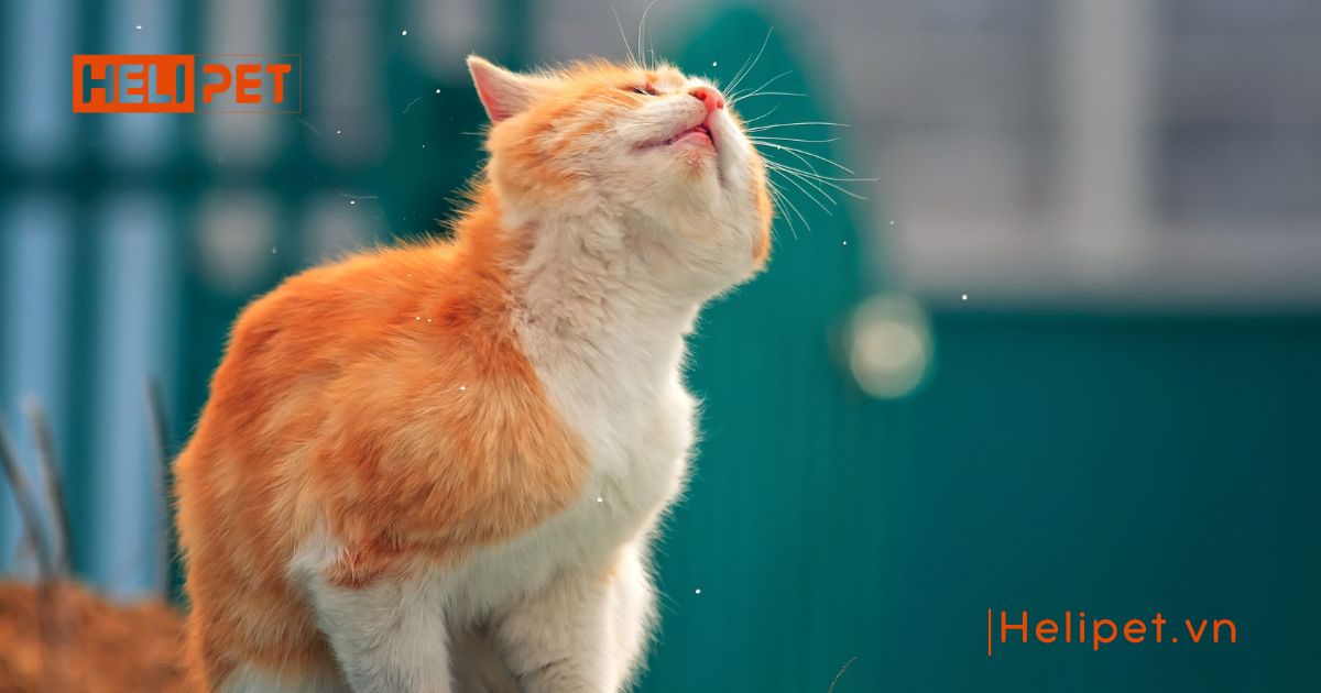 Mèo bị rận tai