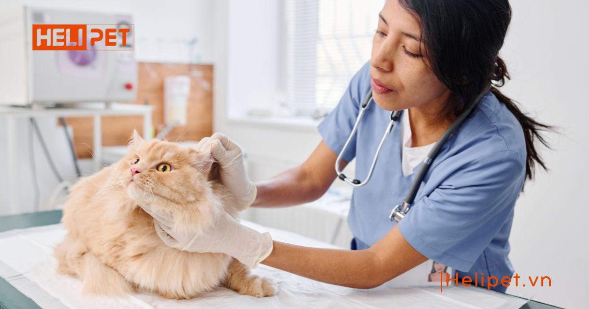 Mèo bị rận tai