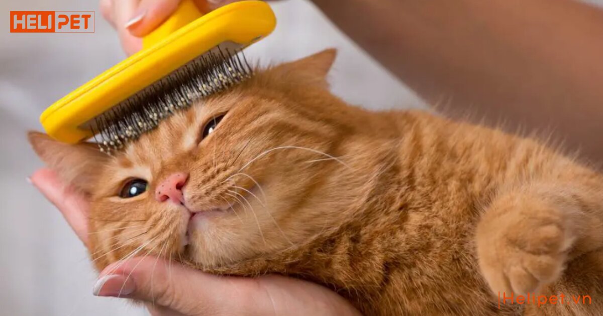 Mèo bị rụng râu có sao không