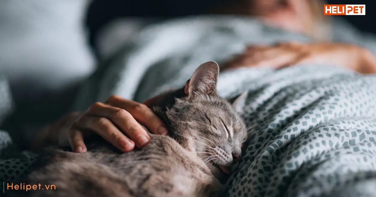 Mèo bị sỏi thận có chết không