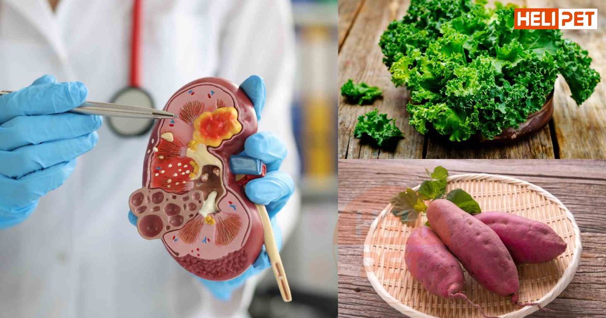 Mèo bị sỏi thận nên ăn gì