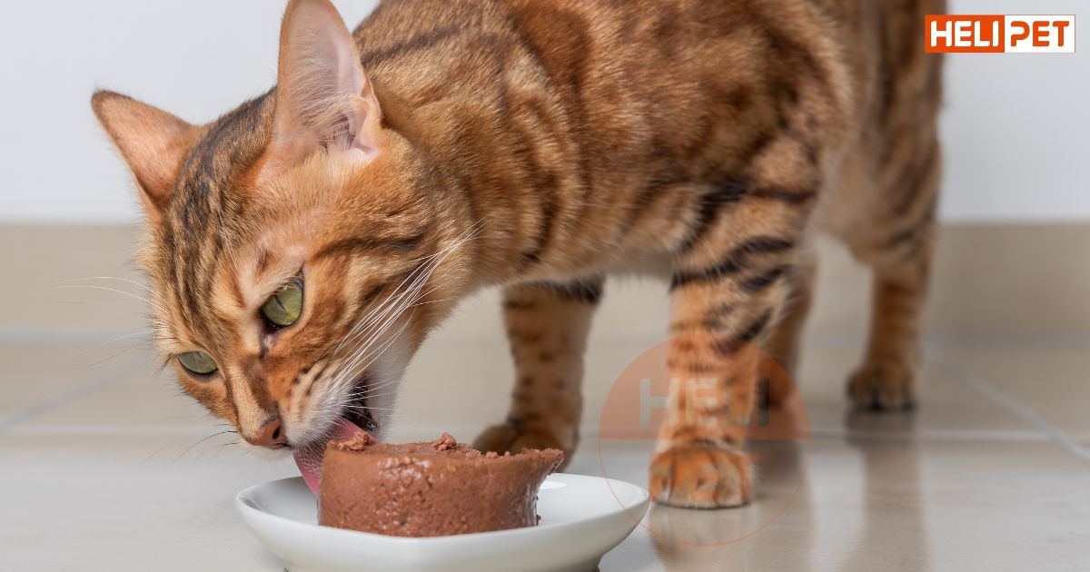 Mèo bị sỏi thận nên ăn gì