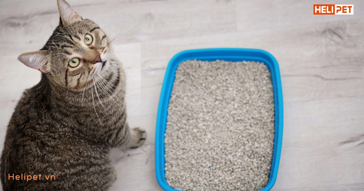 Mèo bị táo bón