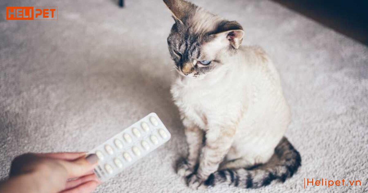 Mèo bị táo bón ra máu