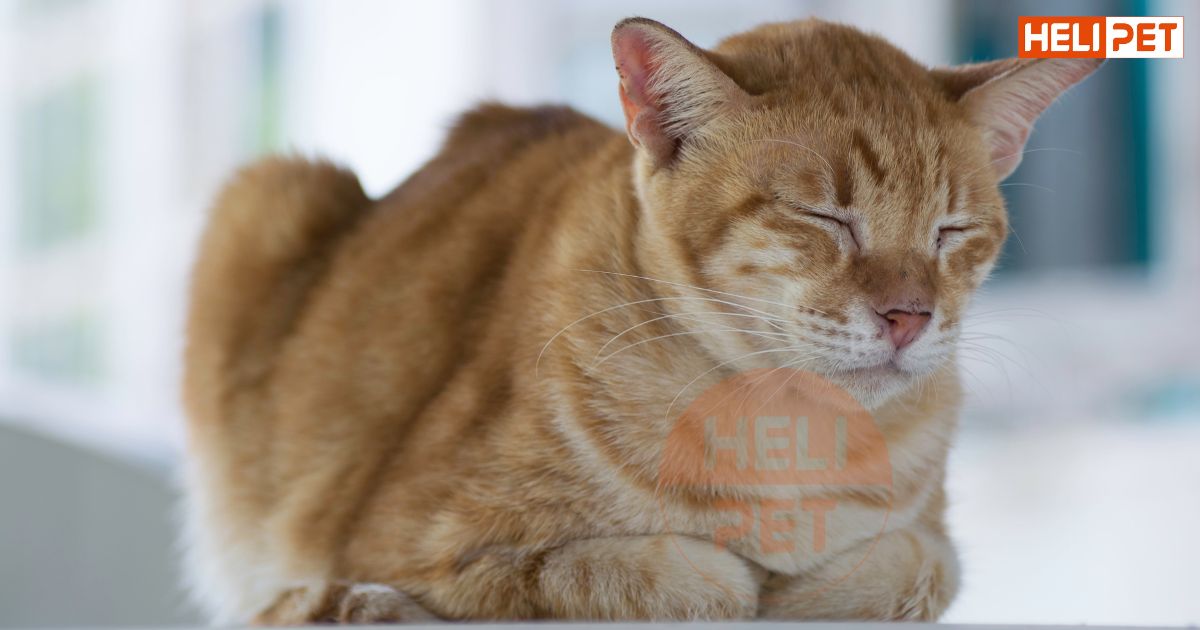 mèo bị thận