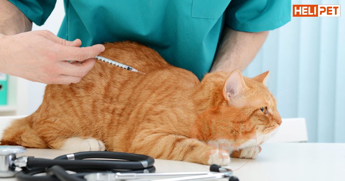 Mèo bị tiểu đường