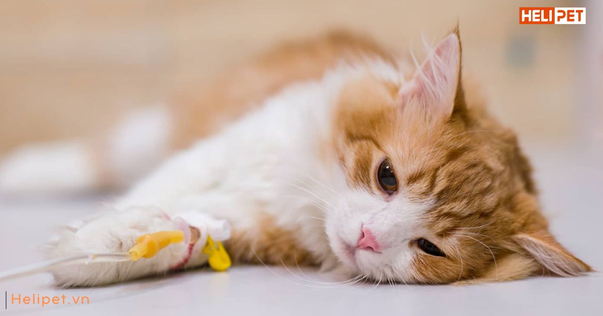 Mèo bị trầm cảm sau sinh 