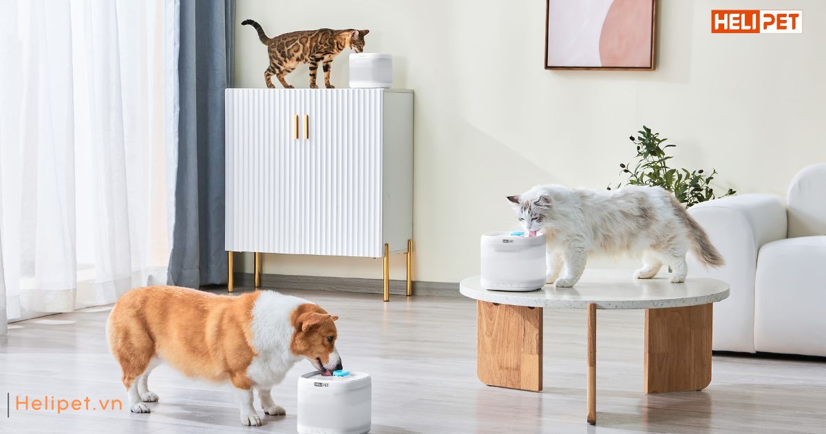 Mèo bị trầm cảm sau sinh 