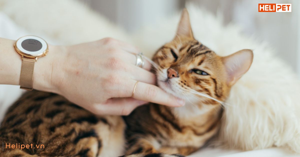 Mèo bị trầm cảm sau sinh 