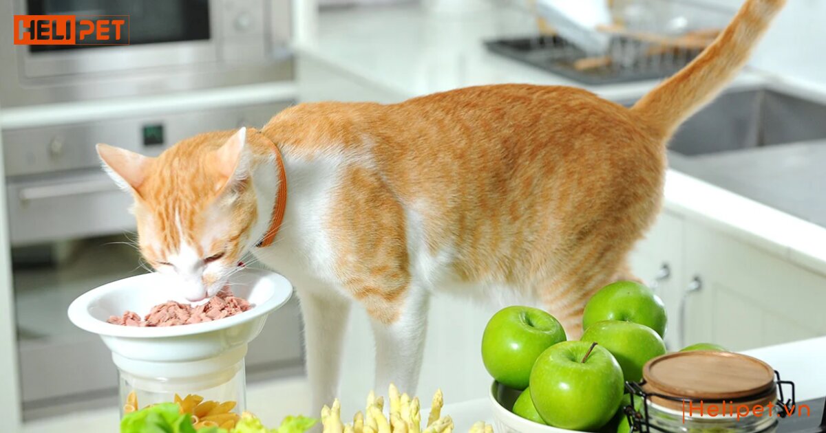Mèo bị viêm đường tiết niệu nên ăn gì